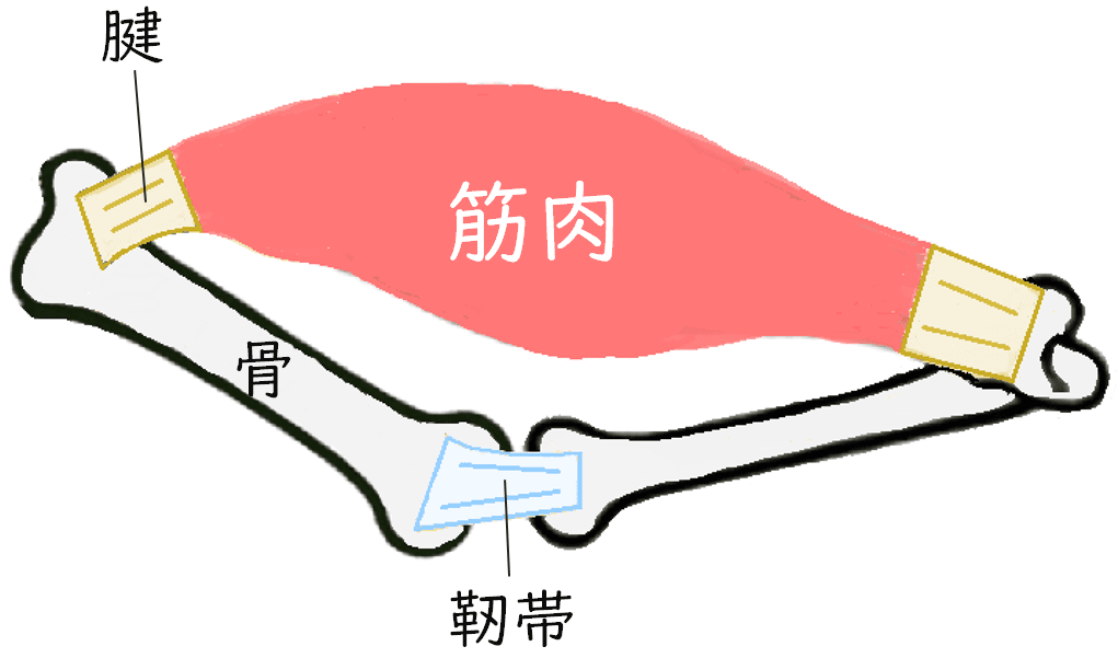 骨と骨をつなぐ靭帯と、骨と筋肉をつなぐ腱を示したイラスト。骨の間に靭帯、筋肉と骨の間に腱が描かれている。
