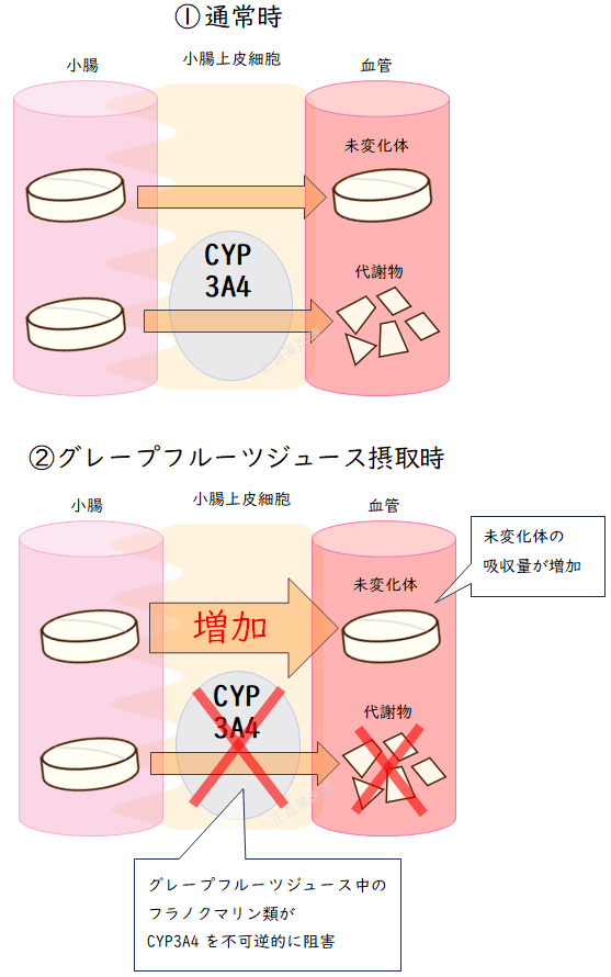 グレープフルーツジュースに含まれるフラノクマリン類が小腸のCYP3A4酵素を阻害し、薬の効果を増強させるメカニズムを示したイラスト