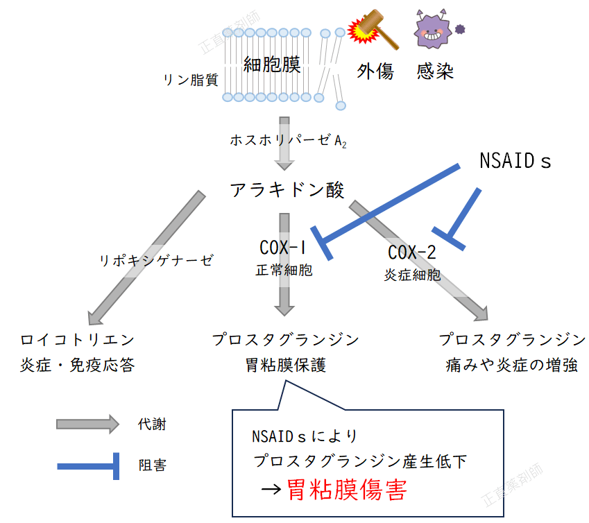 COX-1とCOX-2を同時に阻害するNSAIDsが、胃粘膜に障害を引き起こす仕組みを示す図