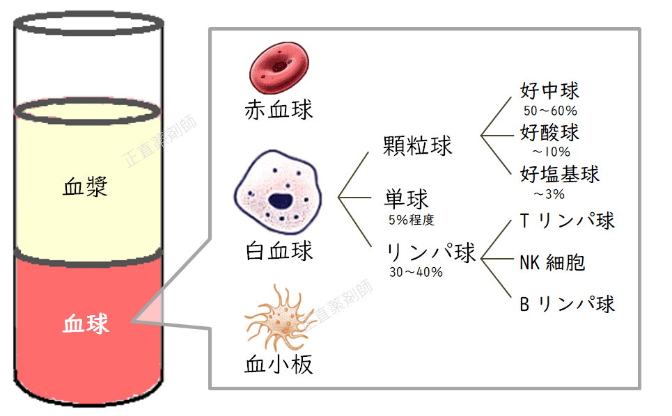 血液中の血球の種類と割合を示すイラスト。好中球の割合が最も多い