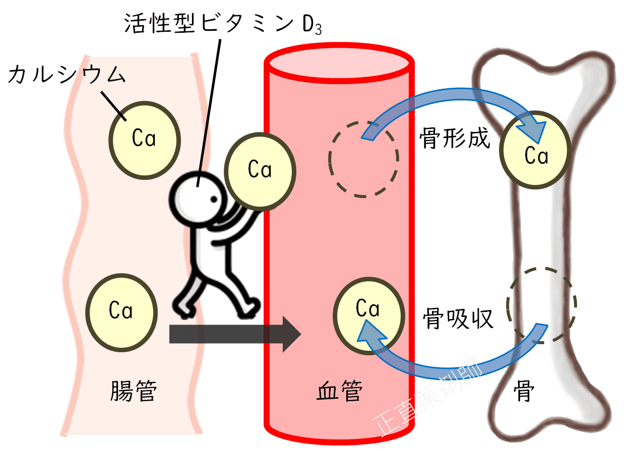 活性型ビタミンD₃がキャラクターとして描かれ、腸管から血中にカルシウムを運ぶ様子と、骨形成および骨吸収の場面でカルシウムが動く様子を視覚化したイラスト。