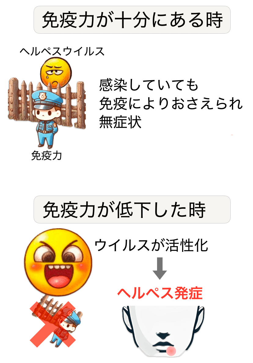 警察官として免疫力を、丸いキャラクターとしてヘルペスウイルスを描いたイラスト