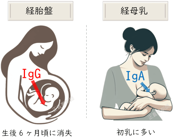 母親から胎盤や母乳を通じて赤ちゃんに移行するIgG抗体とIgA抗体