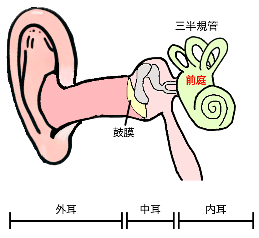 耳の断面図。外耳、中耳、内耳が示されており、内耳の中に前庭があることがわかるイラスト。