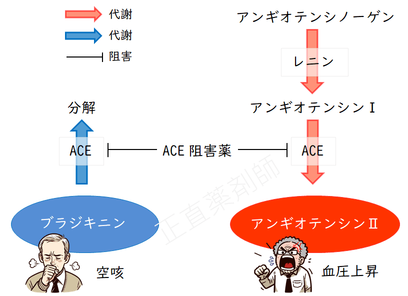 ACE阻害薬が引き起こす空咳のメカニズムを示す図。RAASカスケードとブラジキニンの代謝が比較され、ACEがアンギオテンシンIからアンギオテンシンIIへの変換とブラジキニンの分解を担う酵素であることが示されている。