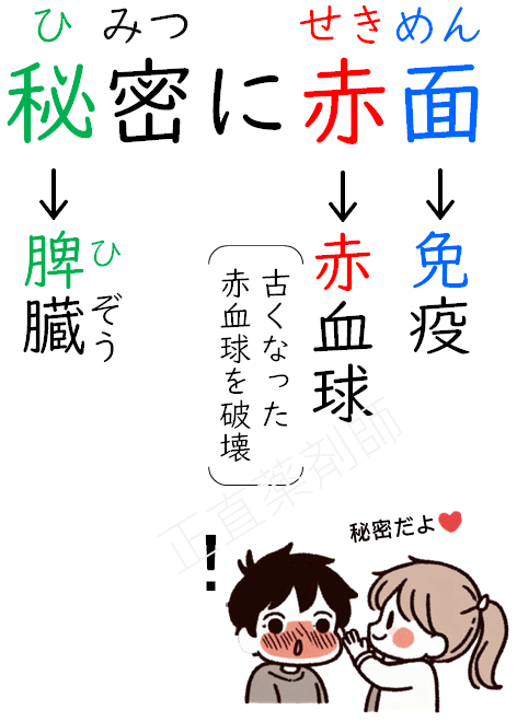 脾臓の役割（赤血球の破壊、免疫機能）を覚える語呂合わせ「秘密に赤面」