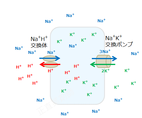 細胞内外の水素イオン（赤）、ナトリウムイオン（青）、カリウムイオン（緑）によって電荷バランスが保たれている状態の図
