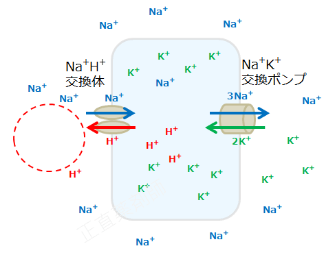 アルカローシスによって細胞外の水素イオンが減少している状態を示す図