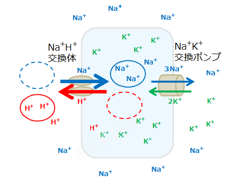 細胞外の水素イオン減少に伴い、Na+H+交換体が活発に働き、細胞内へのナトリウム流入が増加している様子を示す図