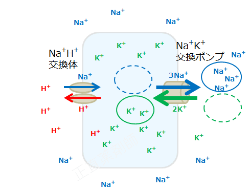 細胞内ナトリウム増加に伴いNa+K+交換ポンプが活発に働き、カリウムの細胞内流入が増加している様子を示す図