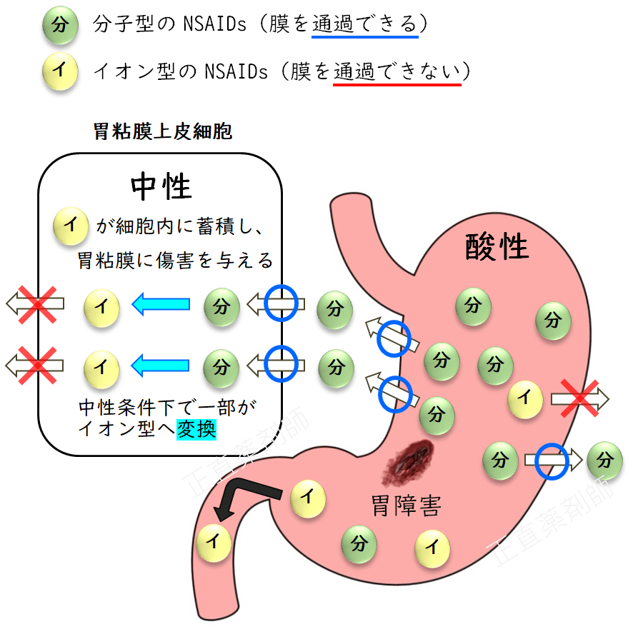 NSAIDsが胃内で分子型となり、胃粘膜細胞に取り込まれてCOX-1阻害と細胞障害を引き起こし胃粘膜障害を生じるメカニズム図