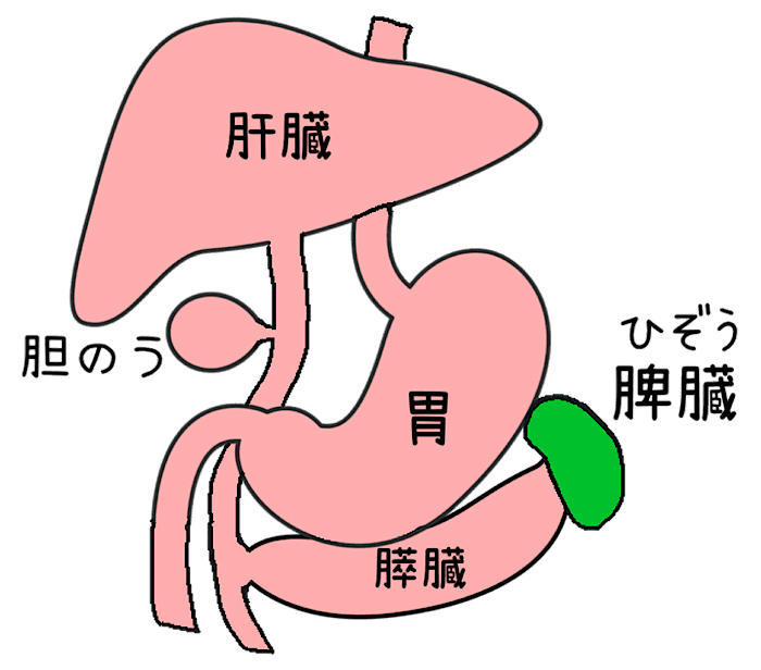 体内の脾臓の位置を示す解剖図。肝臓、胆のう、胃、膵臓とともに描かれ、脾臓は緑色でわかりやすく表示されている。