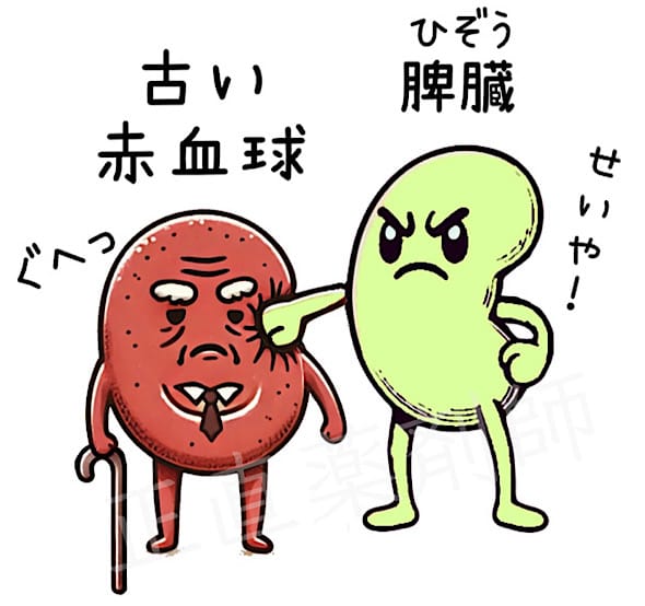 杖をついた年老いた赤血球キャラクターを、脾臓のキャラクターが破壊しようとしている教育用イラスト。