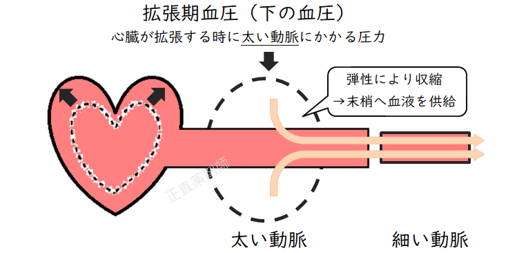 心臓が拡張しているときに太い動脈にかかる圧力(拡張期血圧)を示すイラスト