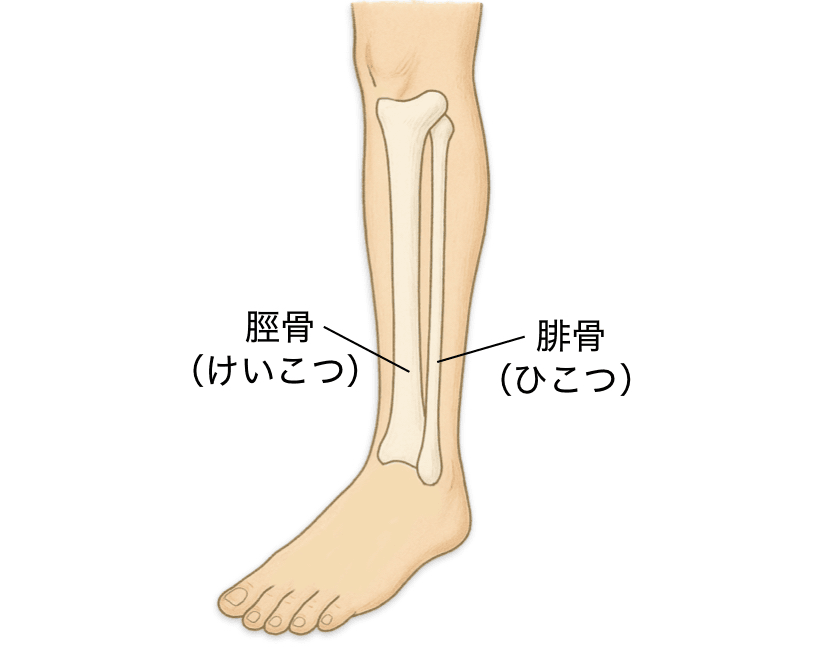 腓骨と脛骨の位置関係を示す医学的なイラスト