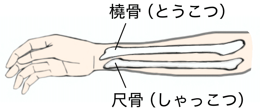前腕の橈骨と尺骨の位置関係を示したイラスト。