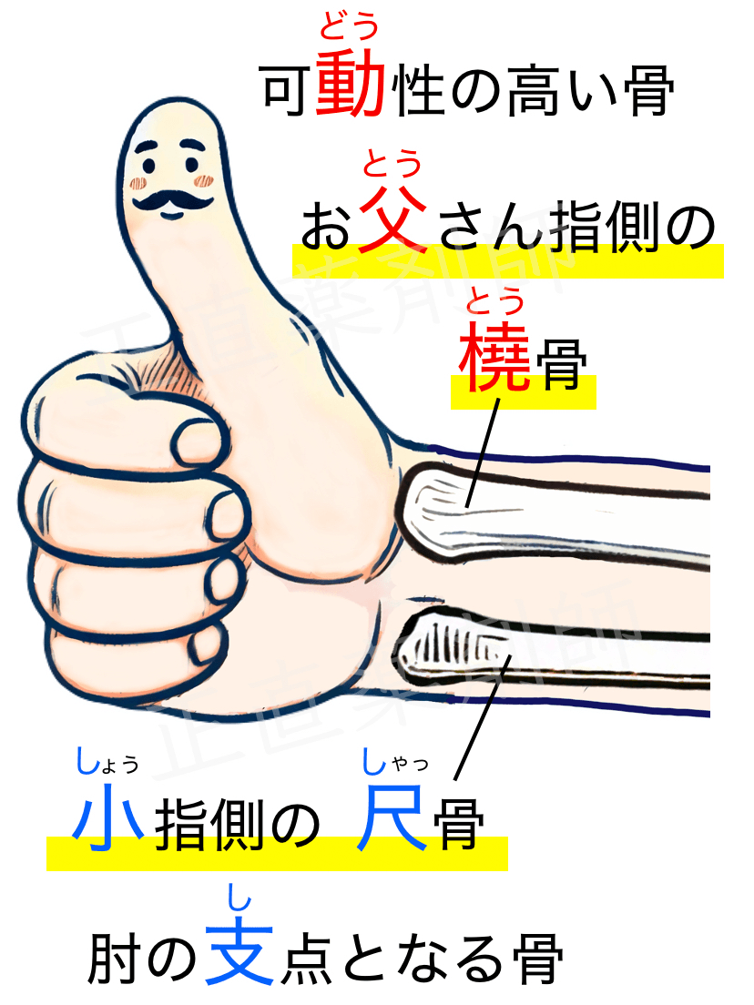 前腕の骨において、橈骨が母指側、尺骨が小指側に位置していることを覚えるためのイラスト