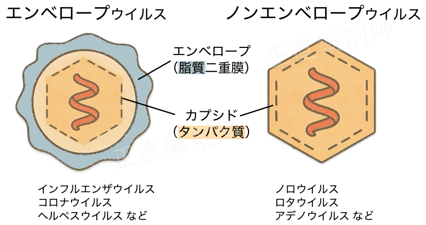 エンベロープウイルスとノンエンベロープウイルスの構造を比較した手描き風イラスト。エンベロープウイルスは波打つ膜と点線で描かれた脆弱なカプシドを持ち、ノンエンベロープウイルスは硬い六角形のカプシドで示されている。