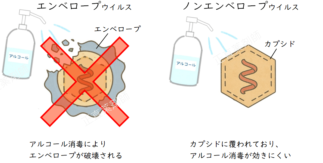 エタノールがエンベロープウイルスの脂質膜（エンベロープ）を破壊して無効化する様子と、ノンエンベロープウイルスがエタノールに耐性を持つことを示したイラスト。