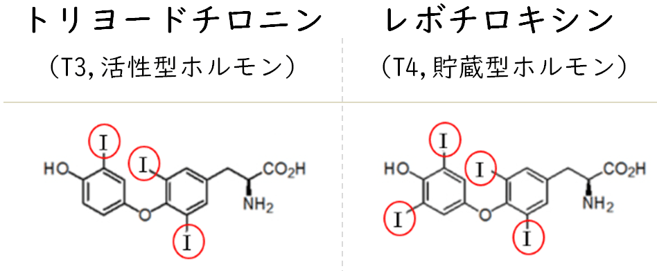 甲状腺ホルモンT3とT4の化学構造式。T4には4つのヨウ素原子があり、T3には3つのヨウ素原子がある。ヨウ素原子は赤丸で強調されている。