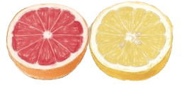 クレヨンタッチのルビーとホワイトのグレープフルーツのイラスト。左にカットされた赤い果肉、右に黄色い果肉。