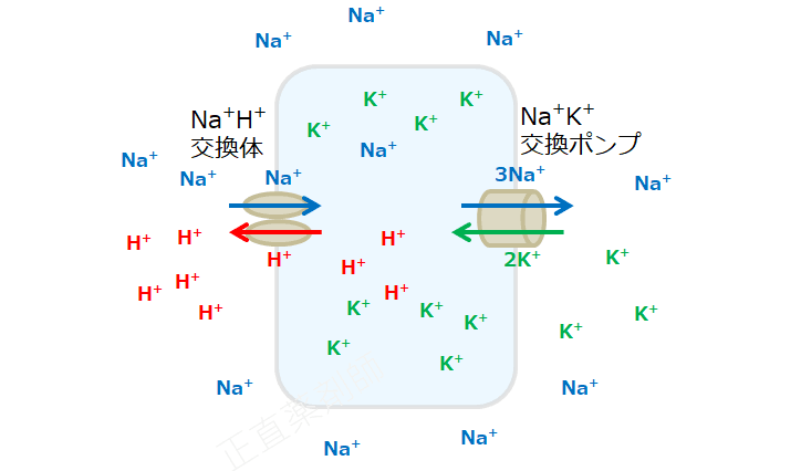 細胞内外の水素イオン（赤）、ナトリウムイオン（青）、カリウムイオン（緑）によって電荷バランスが保たれている状態の図（アシドーシスによる高カリウム血症機序1）。
