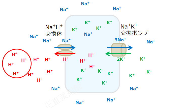 アシドーシス（体液が酸性の状態）により、細胞外の水素イオンが増加している様子をあらわした図（アシドーシスによる高カリウム血症機序2）。