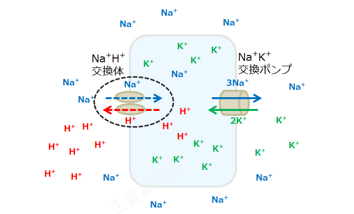 Na+H+交換体の働きが抑制され、H+の細胞外への排出減少し、Na+の細胞内への流入減少している様子をあらわした図（アシドーシスによる高カリウム血症機序3）。