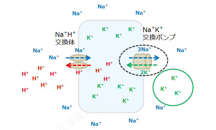 Na+K+交換ポンプの働きが抑制され、Na+の細胞外への排出減少し、K+が細胞内へ流入減少している様子をあらわした図（アシドーシスによる高カリウム血症機序4）。