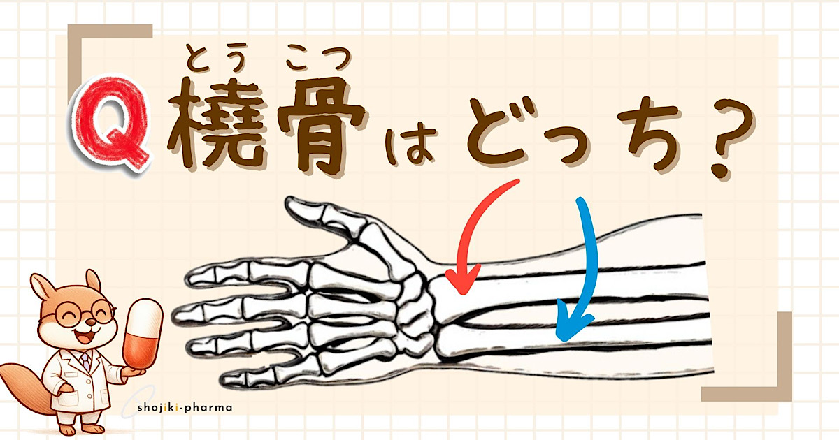 橈骨は前腕の2本の骨のうち、小指側か親指（母指）側のどちらにある骨の事？という記事のアイキャッチ画像。