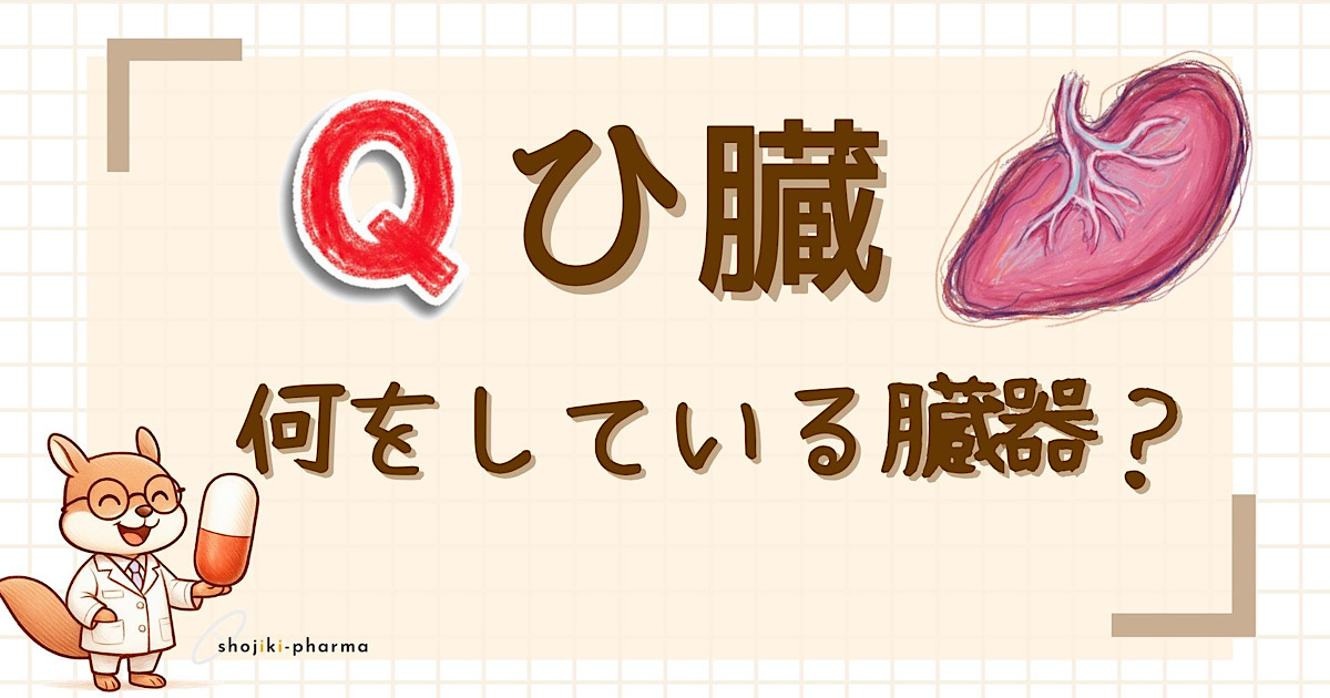 脾臓の役割とは？という記事のアイキャッチ画像