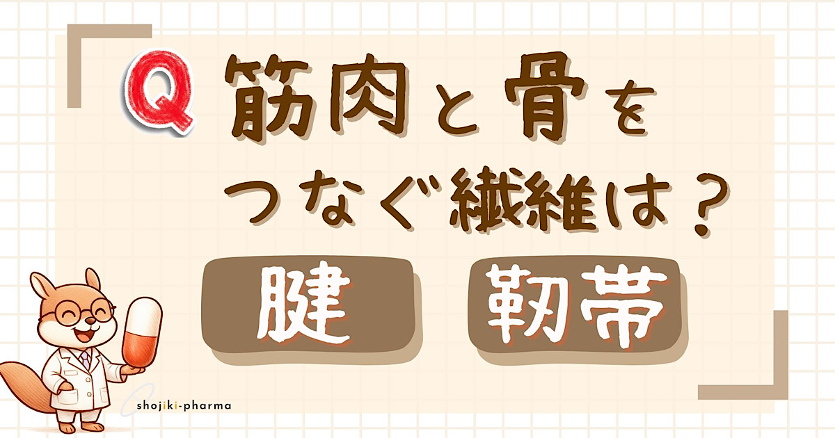 筋肉と骨を繋ぐ繊維は腱？靭帯？（正解は腱）という記事のアイキャッチ画像